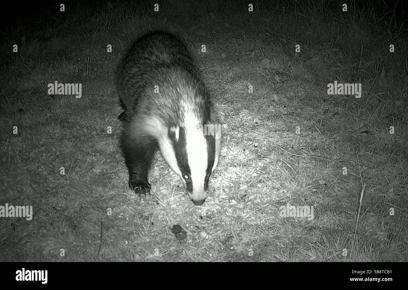 ```Dachs, der nachts auf der Suche ist Stockfoto